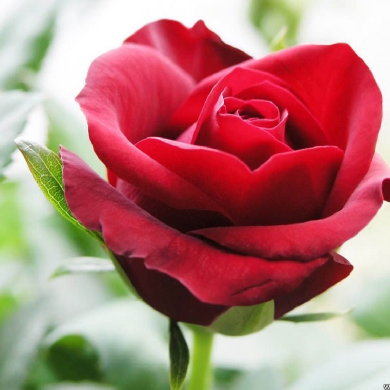 Trà hoa hồng cho sức khỏe và sắc đẹp, Trà Hoa thảo mộc Đà Lạt