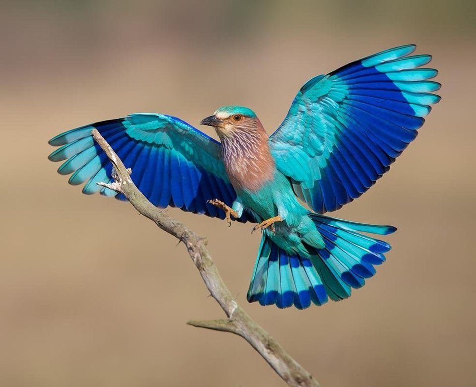 Top 20 Loài Chim Đẹp Nhất Thế Giới