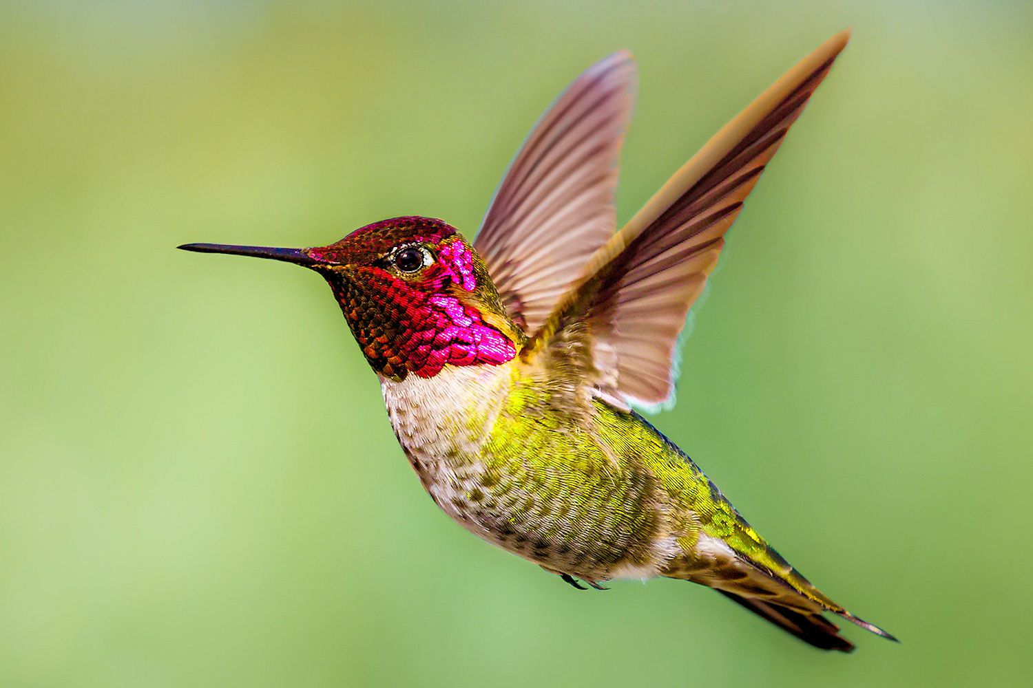 Top 20 Loài Chim Đẹp Nhất Thế Giới