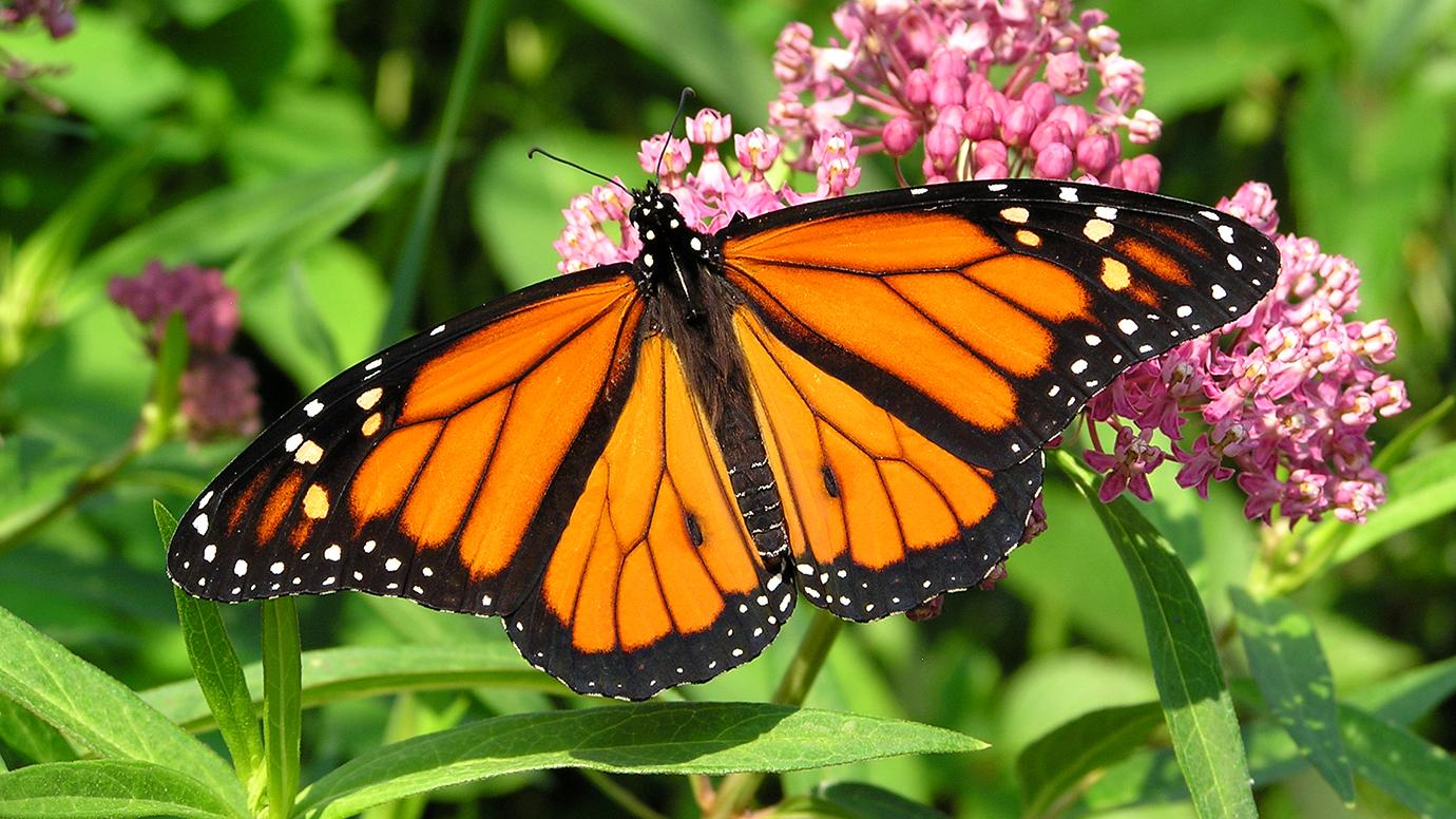 Ánh sáng phân cực trên cánh bướm hấp dẫn bạn tình. Bách Khoa Tri Thức