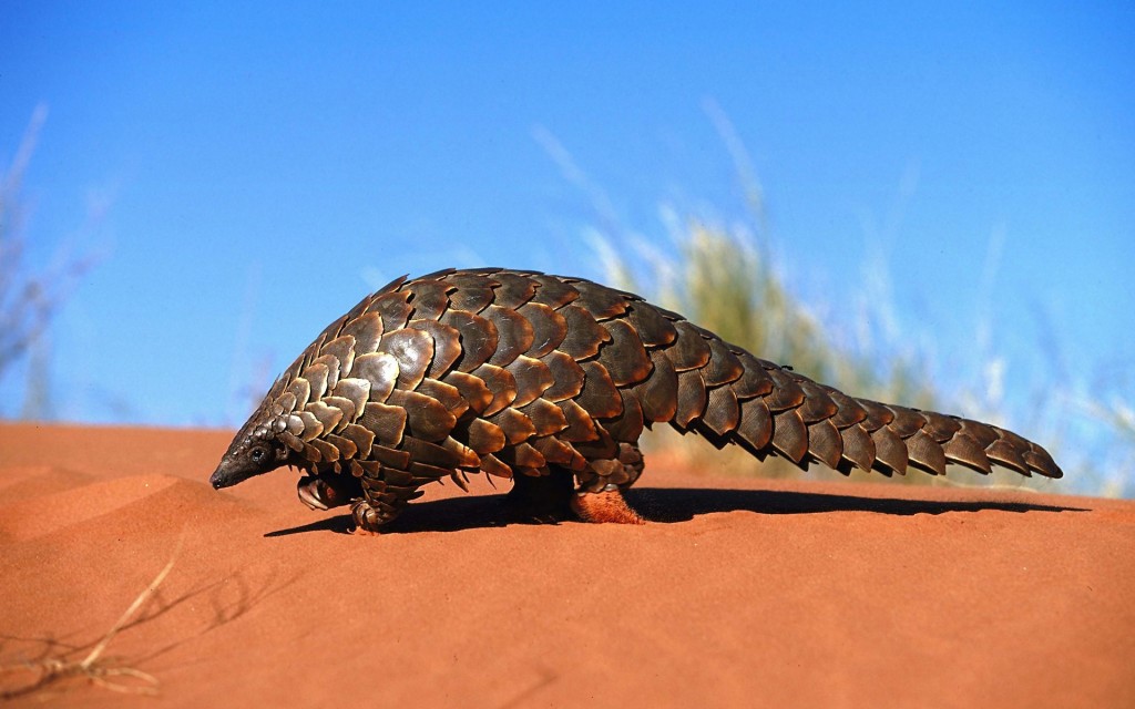 Armadillo (con tê tê) là con gì vậy. Bách Khoa Tri Thức