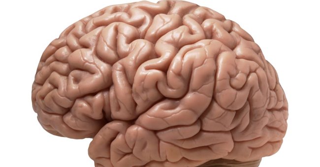 Bạn biết gì về bộ não. Bách Khoa Tri Thức