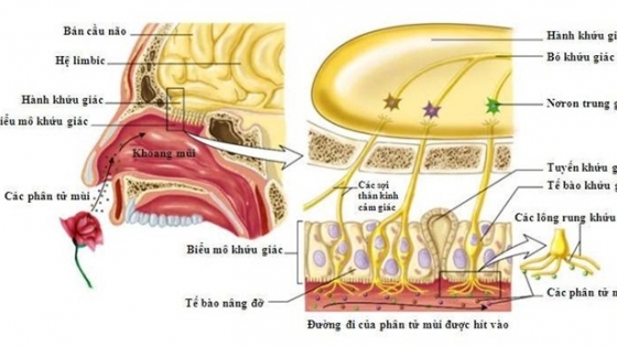 Bạn biết gì về cơ quan khứu giác. Bách Khoa Tri Thức