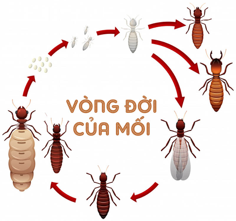 Bạn biết gì về vương quốc của loài mối. Bách Khoa Tri Thức