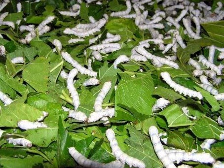 Bạn có biết con tằm rất đáng yêu không. Bách Khoa Tri Thức