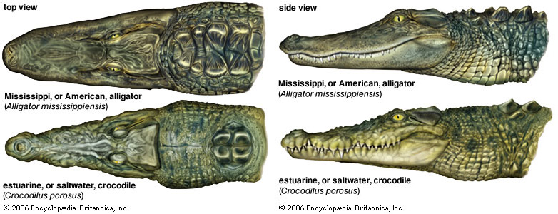 Bạn có biết sự khác biệt giữa alligator (cá sấu Mỹ) và crocodile (cá sấu) không. Bách Khoa Tri Thức