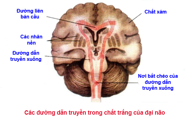 Bằng cách nào đại não truyền đạt mệnh lệnh của mình. Bách Khoa Tri Thức