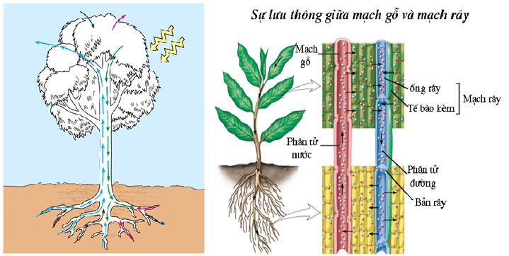 Bằng cách nào hơi ẩm trong đất đến được ngọn những cây cao. Bách Khoa Tri Thức