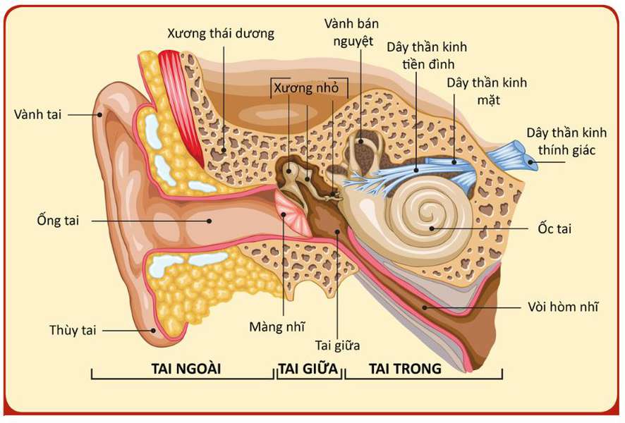 Bằng cách nào ta giữ được thăng bằng cơ thể trên hai chân. Bách Khoa Tri Thức