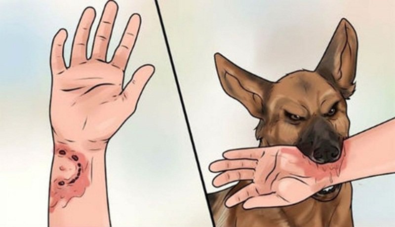 Bệnh chó dại là bệnh gì. Bách Khoa Tri Thức