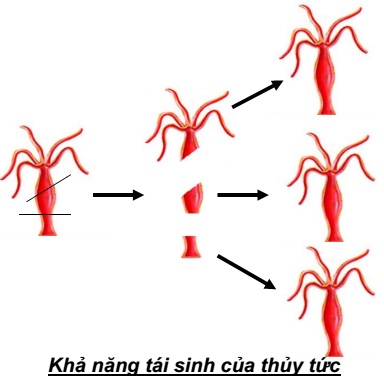 Bí ẩn về sự tái sinh các cơ quan ở động vật. Bách Khoa Tri Thức