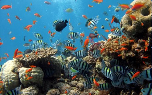 Bờ biển san hô là gì. Bách Khoa Tri Thức