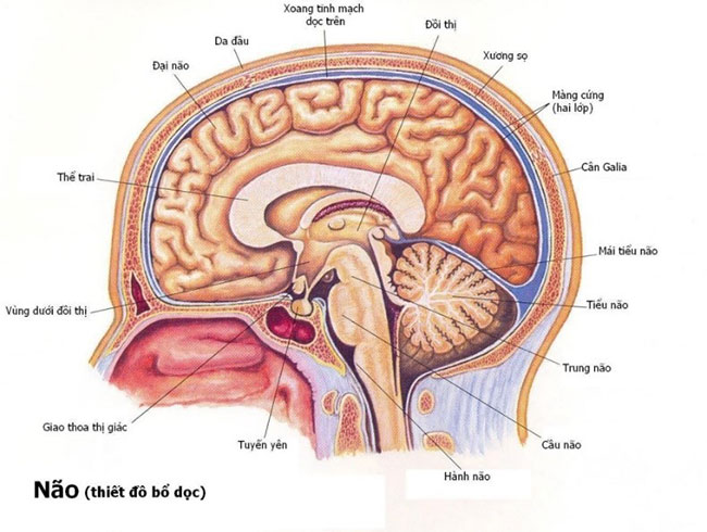 Bộ tư lệnh tối cao trong cơ thể. Bách Khoa Tri Thức