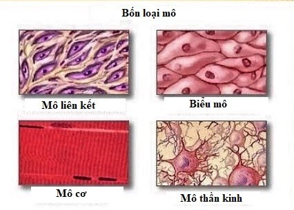Bốn đại gia tộc của vương quốc tế bào là những gia tộc nào. Bách Khoa Tri Thức