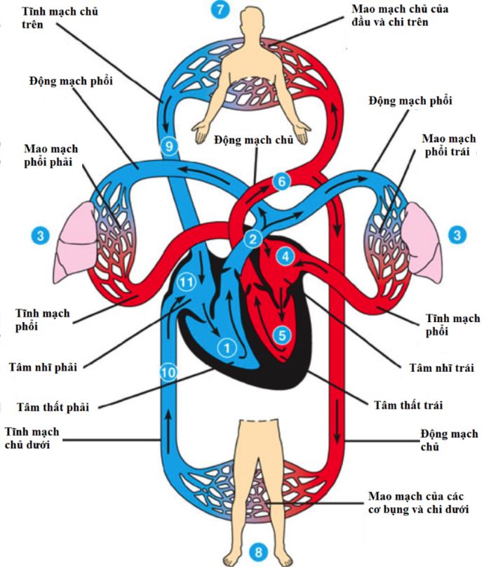 Cái bơm của sự sống. Bách Khoa Tri Thức