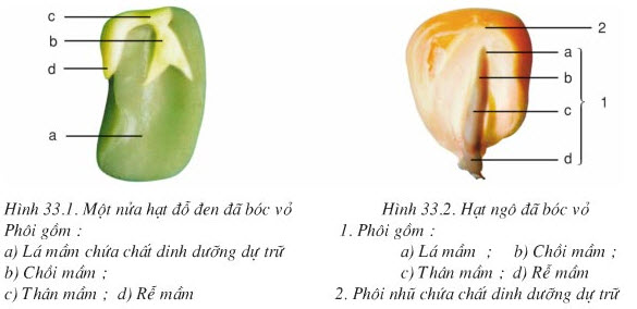Cái gì cấu tạo nên hạt giống. Bách Khoa Tri Thức