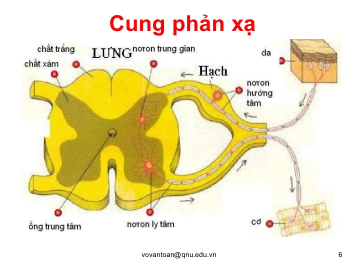 Cái gì gây nên một hành vi phản xạ. Bách Khoa Tri Thức