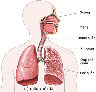 Cao ốc trao đổi khí. Bách Khoa Tri Thức