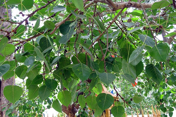 Cây bồ đề là cây gì. Bách Khoa Tri Thức
