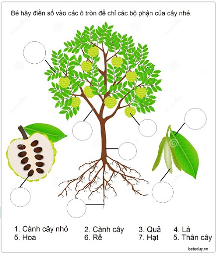 Cây cối mọc như thế nào. Bách Khoa Tri Thức
