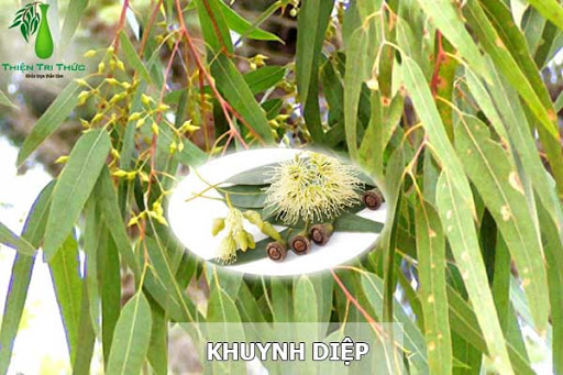 Cây khuynh diệp là cây gì. Bách Khoa Tri Thức