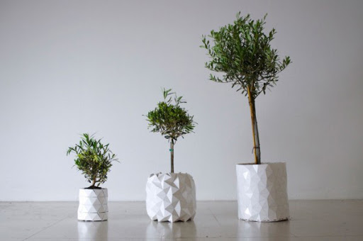 Cây lớn lên như thế nào. Bách Khoa Tri Thức