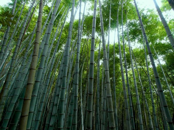 Cây tre là cây gì. Bách Khoa Tri Thức