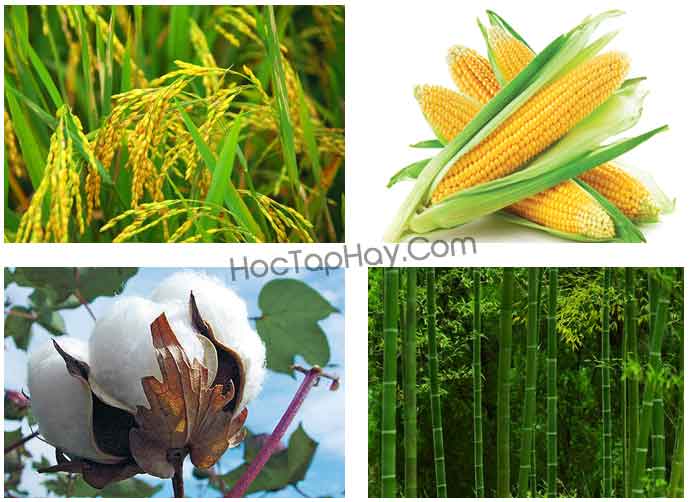 Chất xenlulô là gì?. Bách Khoa Tri Thức