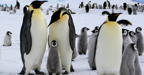 Chim cánh cụt “Penguin” sống ở đâu. Bách Khoa Tri Thức
