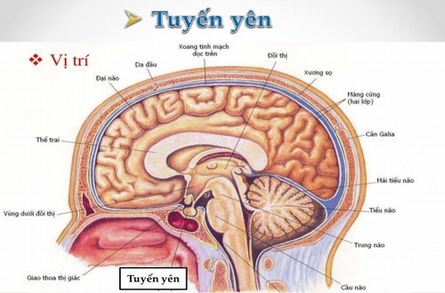Chức năng của tuyến yên là gì. Bách Khoa Tri Thức