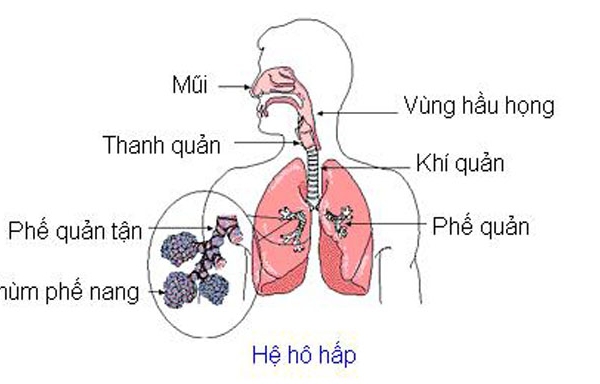 Chúng ta hấp thụ oxy như thế nào. Bách Khoa Tri Thức