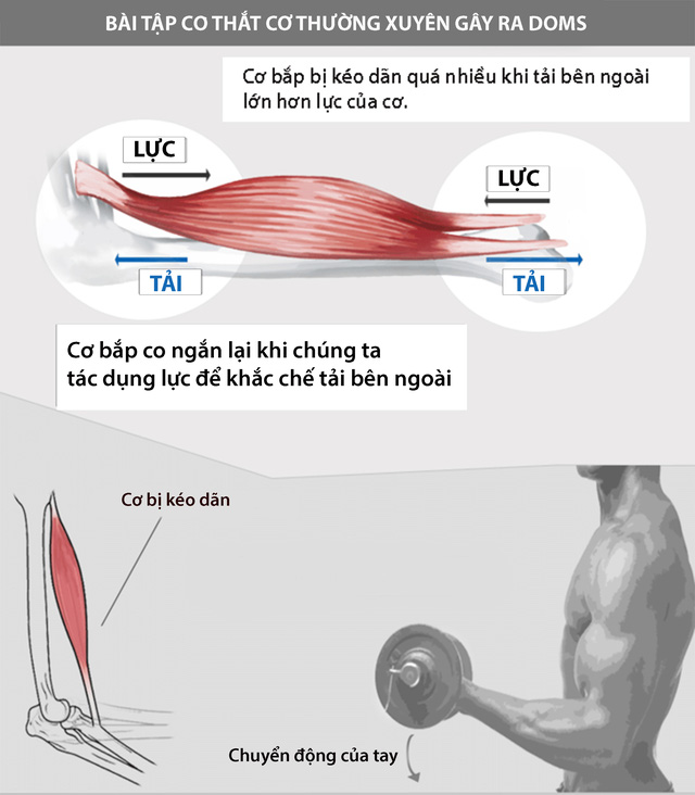 Cơ bắp (bắp thịt) vận hành như thế nào. Bách Khoa Tri Thức
