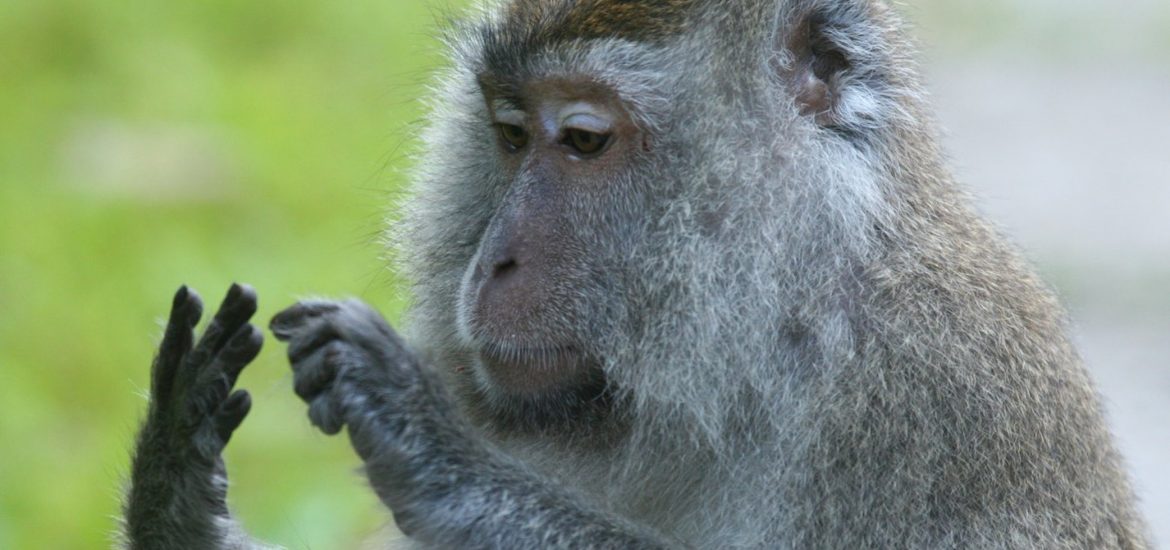 Có động vật nào biết đếm không. Bách Khoa Tri Thức