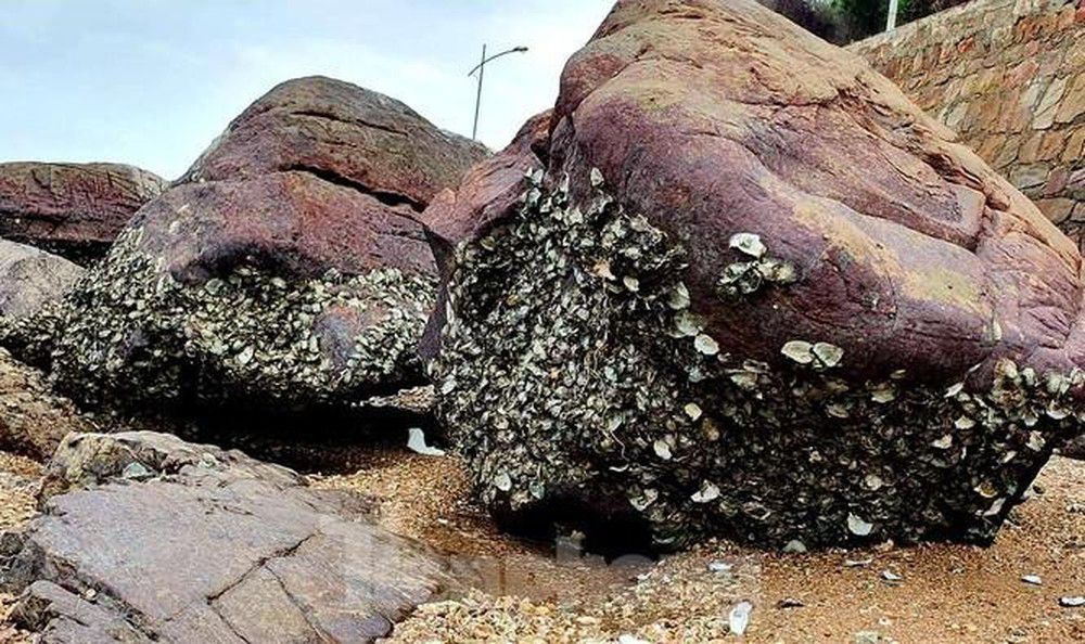 Con hà, lạ mà quen, quen mà lạ. Bách Khoa Tri Thức