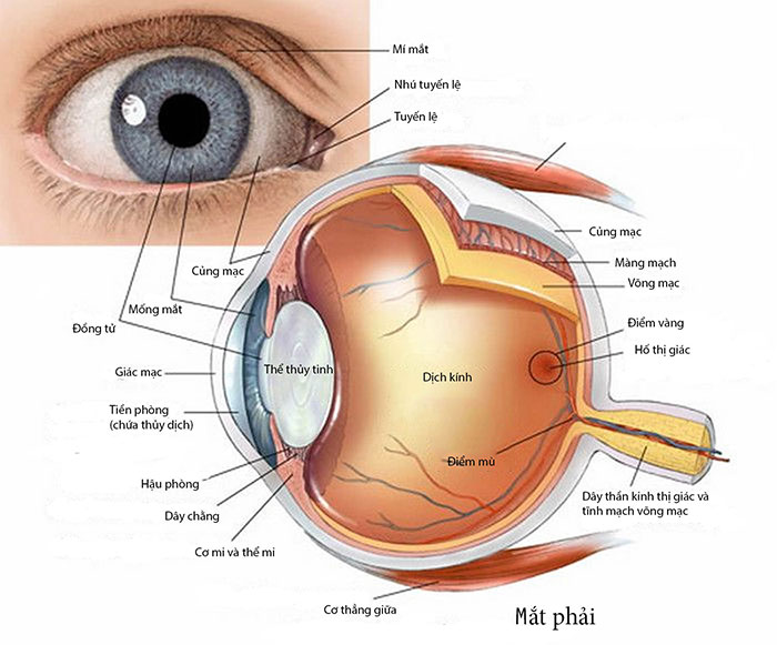 Con mắt được cấu tạo như thế nào. Bách Khoa Tri Thức
