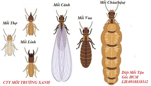 Con mối là con gì. Bách Khoa Tri Thức