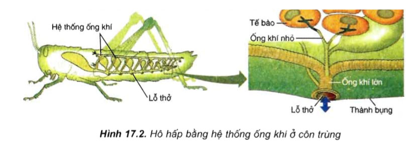 Côn trùng có thở không. Bách Khoa Tri Thức