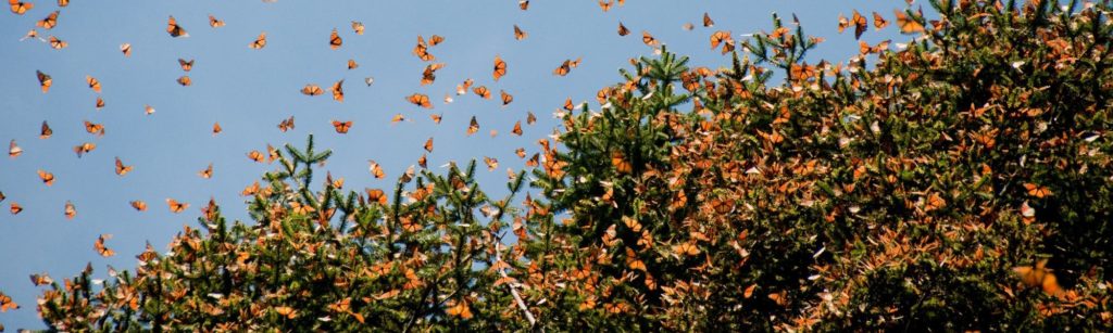 Côn trùng đi đâu khi mùa đông đến. Bách Khoa Tri Thức