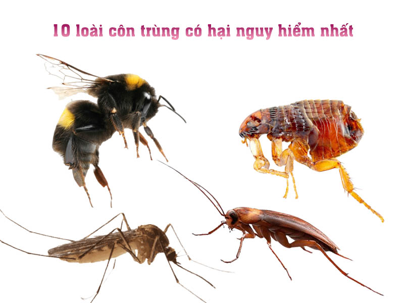 Côn trùng làm hại người bằng cách nào. Bách Khoa Tri Thức