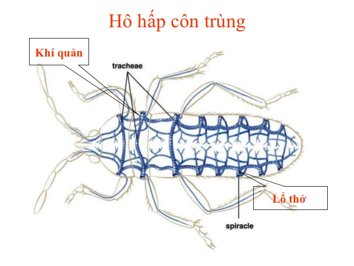 Côn trùng thở bằng cách nào. Bách Khoa Tri Thức