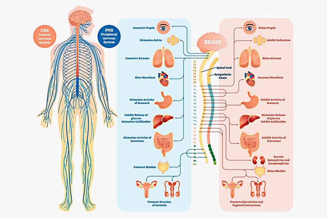 Công việc của hệ thần kinh là gì. Bách Khoa Tri Thức