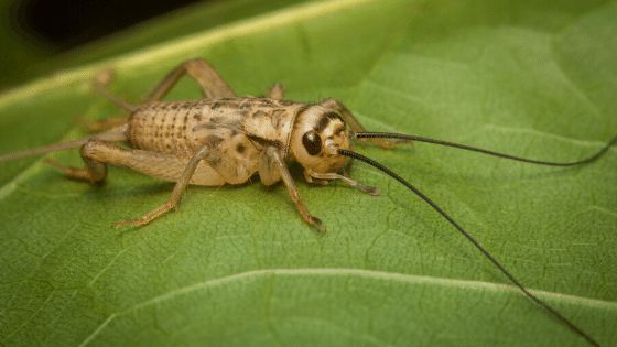 Dế có phải là ca sĩ không. Bách Khoa Tri Thức