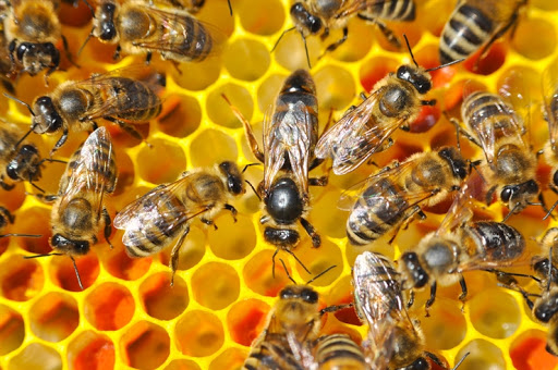 Điều gì xảy ra cho loài ong trong mùa đông. Bách Khoa Tri Thức
