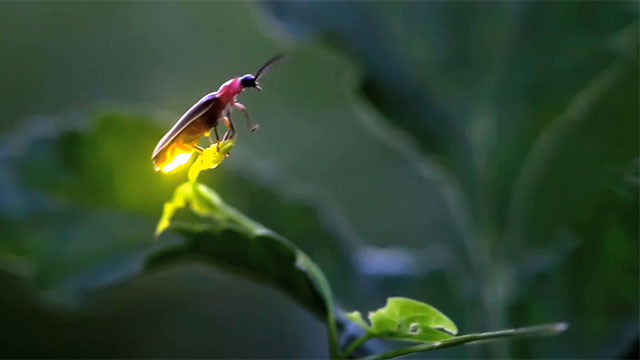 Đom đóm lập lòe để làm gì. Bách Khoa Tri Thức