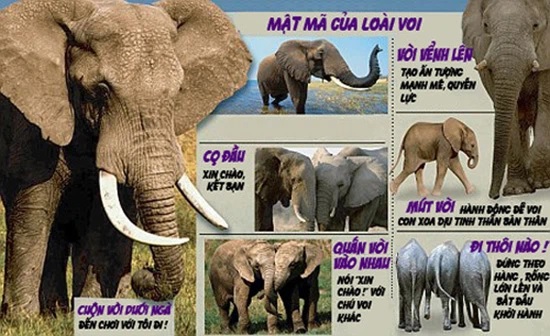 Giải mã ngôn ngữ của loài voi. Bách Khoa Tri Thức