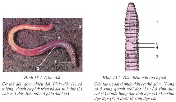 Giun đất bò cách nào. Bách Khoa Tri Thức