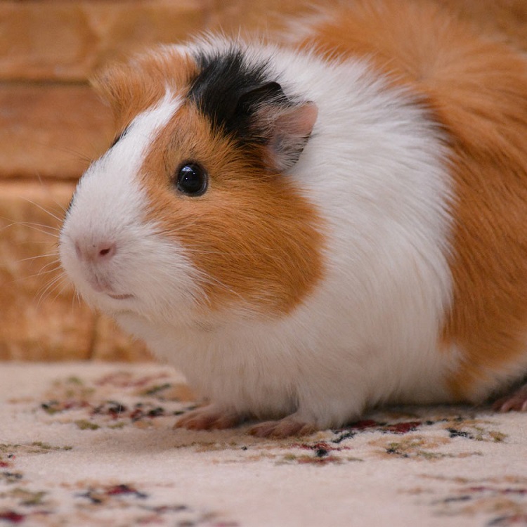 Guinea pig là giống vật gì. Bách Khoa Tri Thức