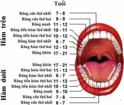 Hàm răng của ta được cấu tạo như thế nào. Bách Khoa Tri Thức