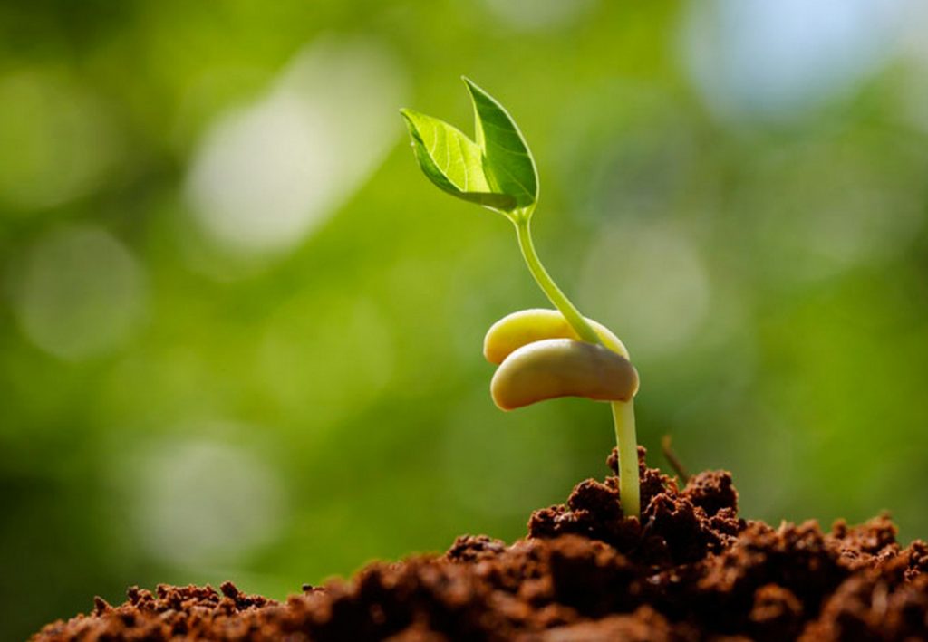 Hạt giống mọc ra như thế nào. Bách Khoa Tri Thức