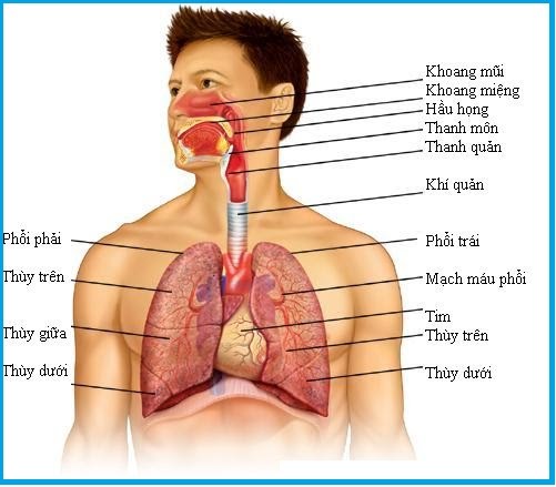 Hệ hô hấp được cấu tạo như thế nào. Bách Khoa Tri Thức